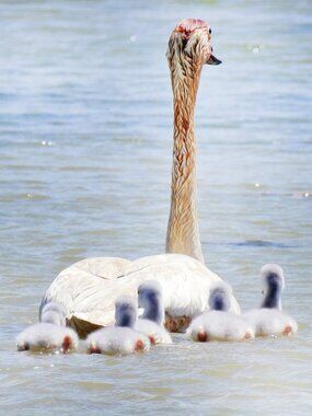 4x6 Trumpeter Swan with Cygnets Photography Art Print